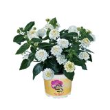 MIX POMLADNIH RASTLIN VOLMARY BEE PARTY L13