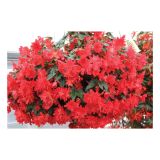 BEGONIJA VOLMARY BOLIVIENSIS BELLAVISTA DOUBLE RED L12