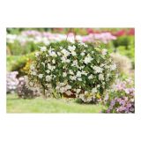 BEGONIJA VOLMARY BOLIVIENSIS BELLAVISTA DOUBLE WHITE L12