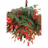 BEGONIJA VOLMARY BOLIVIENSIS LA PAZ L13