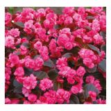 BEGONIJA VOLMARY SEMPERFLORENS DOUBLED L12