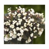 BEGONIJA VOLMARY SEMPERFLORENS DOUBLED L12