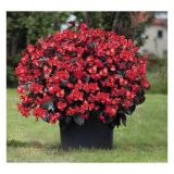 SEZONSKA RASTLINA VOLMARY BEGONIA X BENARIENSIS BIG DELUXXE RED