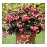 SEZONSKA RASTLINA VOLMARY BEGONIA X BENARIENSIS BIG DELUXXE ROSE