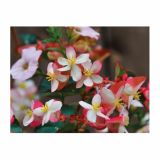 BEGONIJA VOLMARY X HYBRIDA BRAVEHEART L12