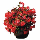 BEGONIJA VOLMARY X HYBRIDA DRAGON WING RED L12