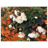 BEGONIJA VOLMARY X TUBERHYBRIDA ROSANA CHAMPAGNE L12