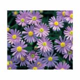 STRUKTURNA CVETOČA RASTL. VOLMARY BRACHYSCOME X MULTIFIDA BALOU BLUE COLOURS L12