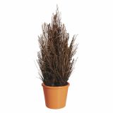 TRAJNICA VOLMARY CAREX BUCHANANII RED ROOSTER 11 CM