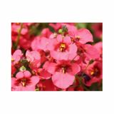 STRUKTURNA CVETOČA RASTL. VOLMARY DIASCIA ELEGANS DIVARA L12