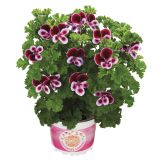 BEGONIJA VOLMARY DIŠEČE RASTLINE L12