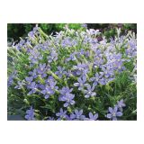 BEGONIJA VOLMARY LAURENTIA AXILLARIS MINTAKA L12