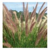 OKRASNA TRAVA VOLMARY PENNISETUM SETACEUM PEGASUS L11