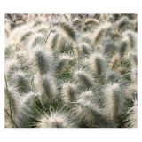 OKRASNA TRAVA VOLMARY PENNISETUM VILLOSUM NEMIRA L11