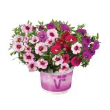 TRIO POLETI CVET. RASTLIN VOLMARY MIX SAMOROG L12