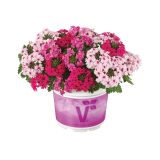 TRIO POLETI CVET. RASTLIN VOLMARY MIX SAMOROG L12