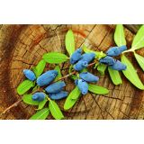 SIBIRSKA BOROVNICA BOREAL BEAUTY L13