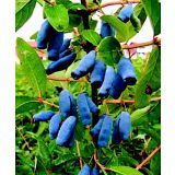 SIBIRSKA BOROVNICA LONICERA KAMTSCHATICA L11