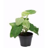 SOBNA ZELENA RASTLINA SINGONIJ FROST L15