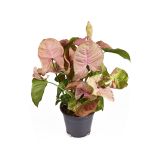 SOBNA ZELENA RASTLINA SINGONIJ NEON ROBUSTA L14