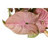 SOBNA ZELENA RASTLINA SINGONIJ NEON ROBUSTA L14