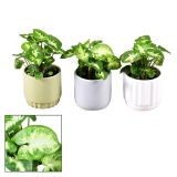 SOBNA ZELENA RASTLINA SINGONIJ PIXIE L7