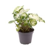 SOBNA ZELENA RASTLINA SINGONIJ PIXIE L7