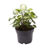 SOBNA ZELENA RASTLINA SINGONIJ PIXIE L7