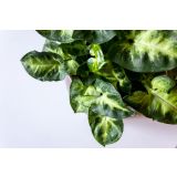 SOBNA ZELENA RASTLINA SINGONIJ PIXIE L7