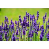 SIVKA LAVANDULA L12
