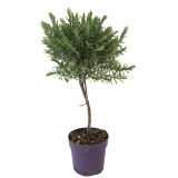 SIVKA NAZOBČANA L14