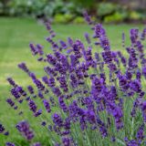 SIVKA OZKOLISTNA HIDCOTE BLUE L17 CM