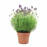 SIVKA VOLMARY LAVANDULA ANGUSTIFOLIA HIDCOTE BLUE L17