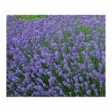 SIVKA VOLMARY LAVANDULA ANGUSTIFOLIA HIDCOTE BLUE L17