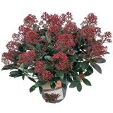SKIMIJA JAPONICA RUBELLA L23 CM