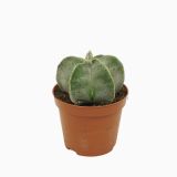 KAKTUS ŠKOFOVA KAPA L8.5