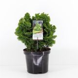 PACIPRESA ŠKOLJKASTA NANA GRACILIS L19