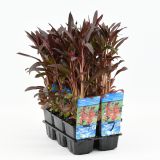 VODNE RASTLINE ŠKRLATNA LOBELIJA L9