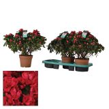 RODODENDRON SLEČ L17