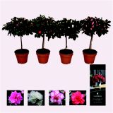 CVETOČA RASTLINA SLEČ L13