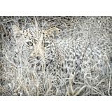 SLIKA CZ LEOPARD 60 X 80 CM