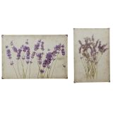 SLIKA DECORIS SLIKA STENSKA DEKORACIJA MOTIV ROŽE, SORT