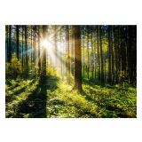 SLIKA STYLER SUNNY FORREST STEKLENA 80X120 GL404