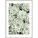 SLIKA STYLER SUCCULENTS Z OKVIRJEM 50X70 BR009