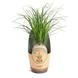 SLONOVA NOGA NOLINA RECURVATA L11 CM