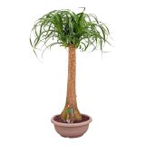 SLONOVA NOGA RAVNO STEBLO L30 CM