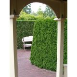 TUJA SMARAGDNI KLEK L21