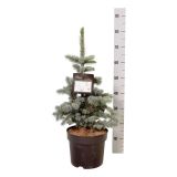 SMREKA BODEČA KOSTERI L26