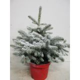 SMREKA BODEČA SUPER BLUE L19 VIŠ 20CM