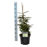 SMREKA KAVKAŠKA AUREOSPICATA L26